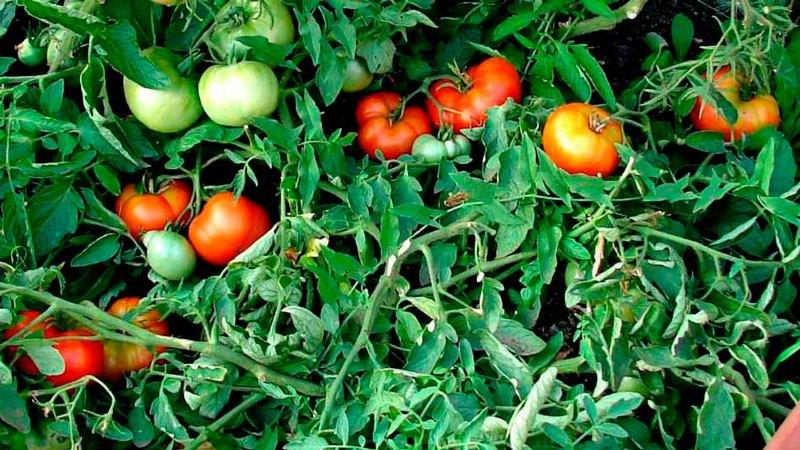 Secretos de plantar y cuidar tomates.