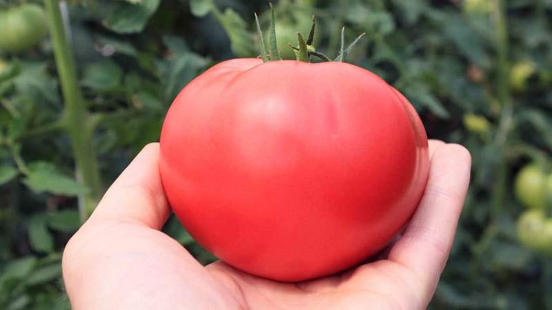 Secrets of planting and caring for tomatoes