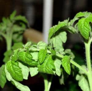 ¿Qué hacer cuando las hojas del tomate se rizan?