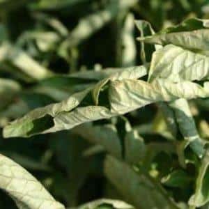 What to do when tomato leaves curl