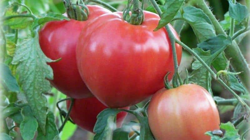 Die besten Sorten rosa Tomaten