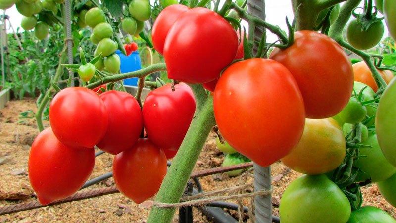 Les millors varietats de tomàquets rosats