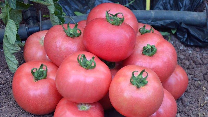 Le migliori varietà di pomodori rosa