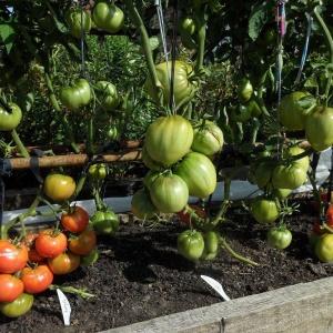 Universal tidlig modnende tomatsort - Morning Dew tomat