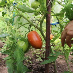 Universele vroegrijpe tomatensoort - Morning Dew-tomaat