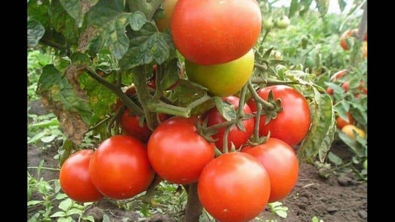 Tomato tahan penyakit dan mudah dijaga Gina - panduan praktikal untuk membesar