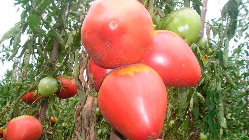 Um gigante saboroso, suculento e aromático da horta - o tomate Coração de Boi