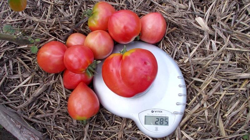 Um gigante saboroso, suculento e aromático da horta - o tomate Coração de Boi