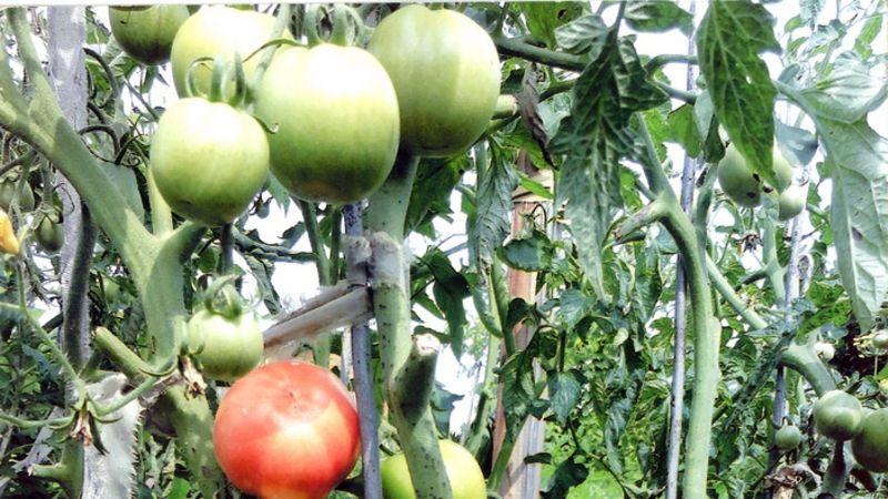 Um gigante saboroso, suculento e aromático da horta - o tomate Coração de Boi