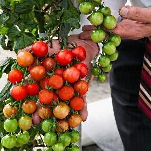 We grow tiny tomatoes in the garden and at home - the Button tomato and the subtleties of caring for it