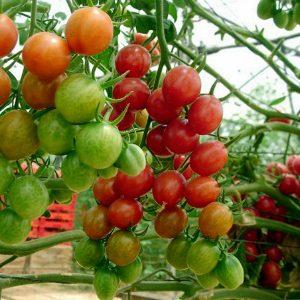 Vi dyrker små tomater i haven og derhjemme - Button-tomaten og finesserne ved at pleje den