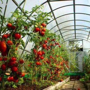 Growing tomatoes in a greenhouse: step-by-step instructions for beginner gardeners and tips from experienced colleagues