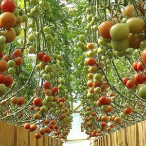 Cultivo de tomates em estufa: instruções passo a passo para jardineiros iniciantes e dicas de colegas experientes