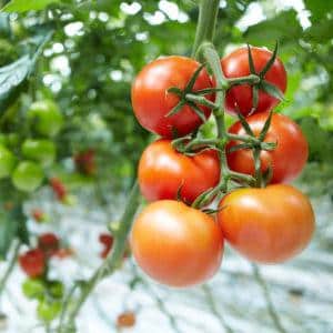 Cultivo de tomates em estufa: instruções passo a passo para jardineiros iniciantes e dicas de colegas experientes