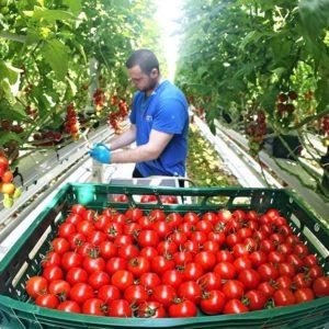 Lumalagong mga kamatis sa isang greenhouse: sunud-sunod na mga tagubilin para sa mga nagsisimulang hardinero at mga tip mula sa mga nakaranasang kasamahan