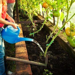 Paradicsom termesztése üvegházban: lépésről lépésre szóló utasítások kezdő kertészeknek és tippek tapasztalt kollégáktól