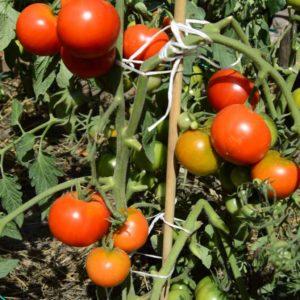 Elegimos la mejor variedad de tomates de maduración ultra temprana y obtenemos una rica cosecha lo más rápido posible.