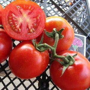 We choose the best variety of ultra-early ripening tomatoes and get a rich harvest as quickly as possible