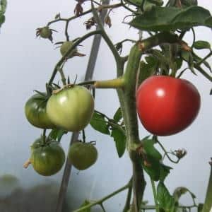 We kiezen de beste variëteit ultravroegrijpe tomaten en krijgen zo snel mogelijk een rijke oogst