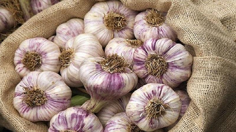 Konstant produktiver, unprätentiöser und krankheitsresistenter Knoblauch Lyubasha – wir bauen ihn auf unserem eigenen Grundstück an