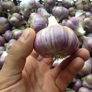 Patuloy na produktibo, hindi mapagpanggap at lumalaban sa sakit na bawang Lyubasha - pinalaki namin ito sa aming sariling balangkas