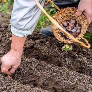 Ail Lyubasha constamment productif, sans prétention et résistant aux maladies - nous le cultivons sur notre propre parcelle