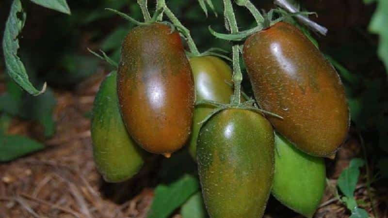 Why are summer residents so attracted to black tomatoes?