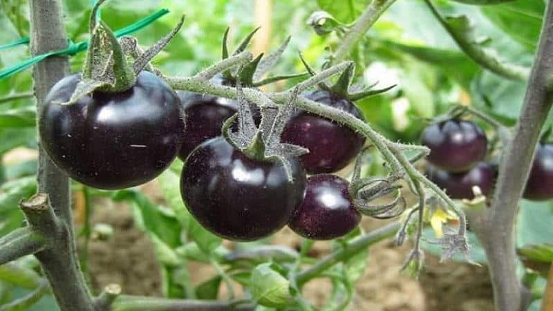 Mengapa penduduk musim panas begitu tertarik dengan tomato hitam?