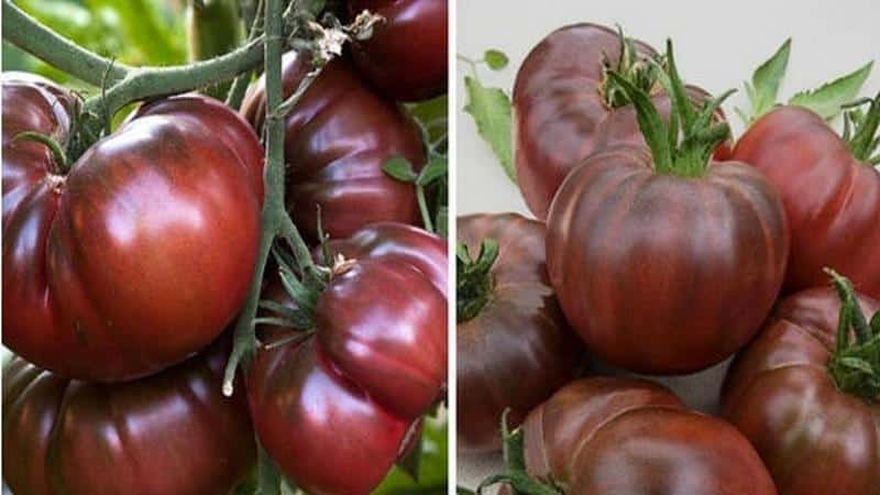 Warum fühlen sich Sommerbewohner so von schwarzen Tomaten angezogen?