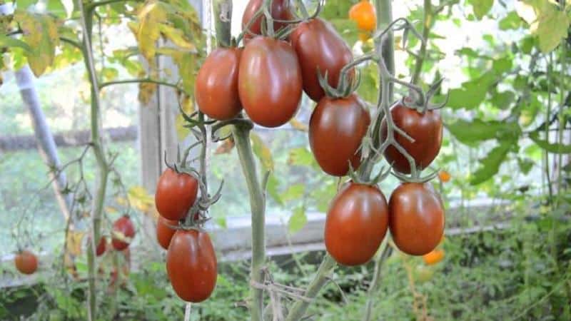 Mengapa penduduk musim panas begitu tertarik dengan tomato hitam?