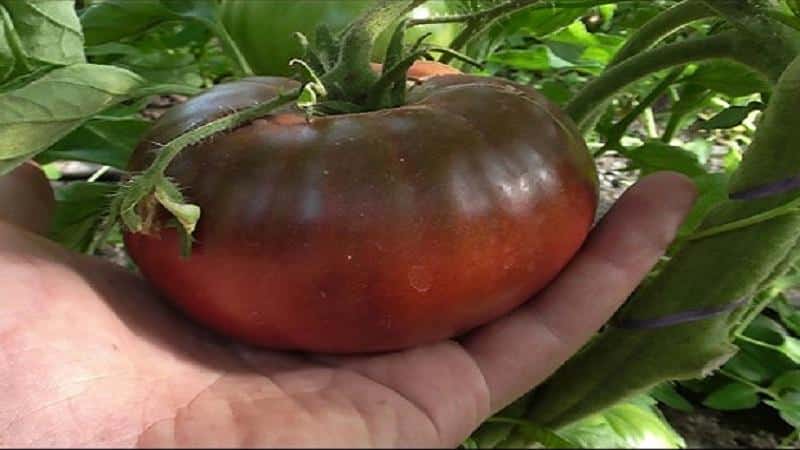 Why are summer residents so attracted to black tomatoes?