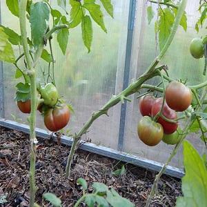 Warum fühlen sich Sommerbewohner so von schwarzen Tomaten angezogen?