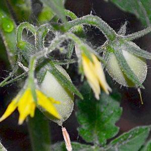 Secrets d'entretien des tomates pour augmenter la productivité : comment nourrir les tomates pendant la floraison et la fructification