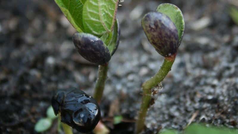 Wie Sie auf Ihrem eigenen Grundstück schwarze Bohnen anbauen und die daraus resultierende Ernte richtig vorbereiten – die besten Rezepte