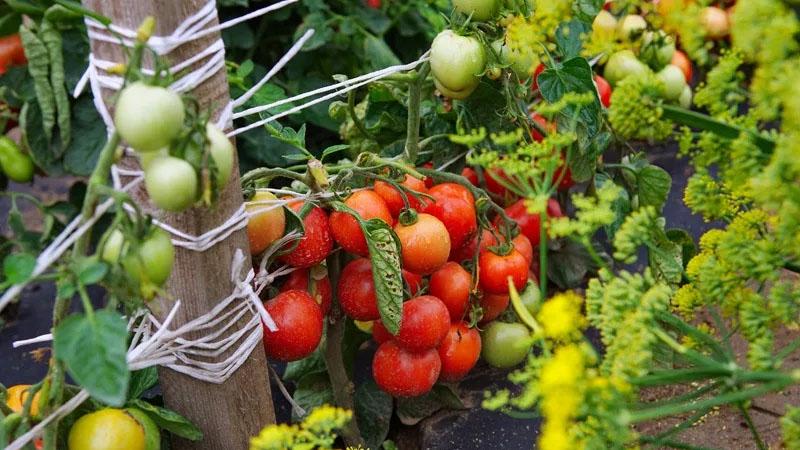 Tomate Dubok à maturation précoce, à haut rendement et polyvalente : instructions de culture de A à Z