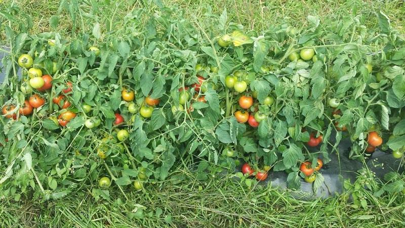 Tomate Dubok à maturation précoce, à haut rendement et polyvalente : instructions de culture de A à Z