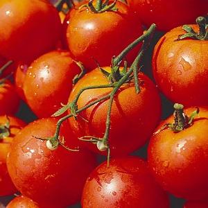 Tomate Dubok de amadurecimento precoce, alto rendimento e versátil: instruções de cultivo de A a Z