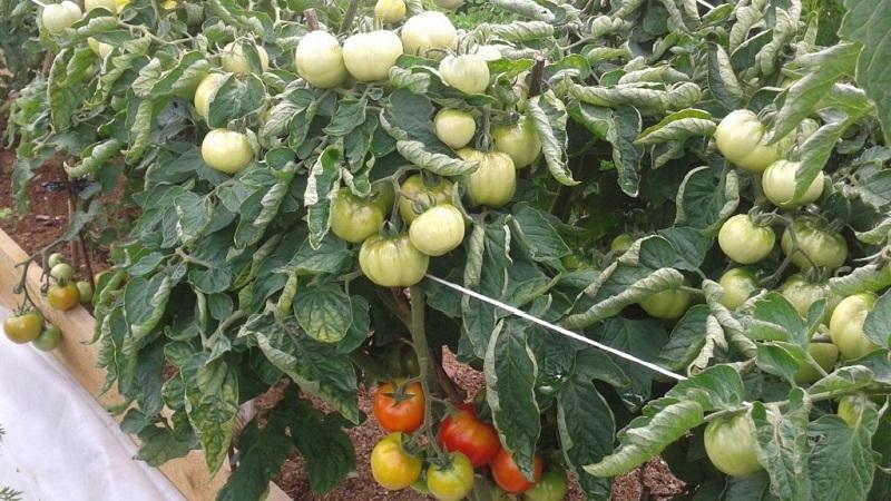 Tomate Dubok à maturation précoce, à haut rendement et polyvalente : instructions de culture de A à Z