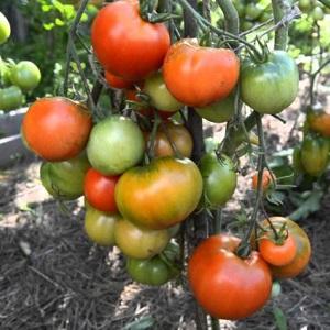 Tomate Dubok de amadurecimento precoce, alto rendimento e versátil: instruções de cultivo de A a Z