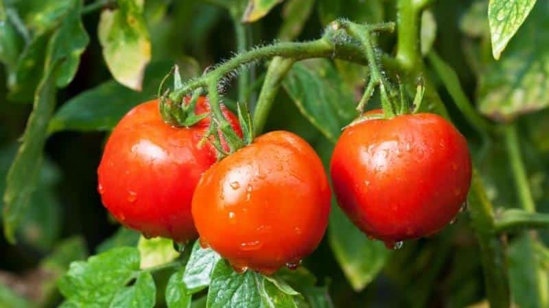 Tomate Dubok à maturation précoce, à haut rendement et polyvalente : instructions de culture de A à Z