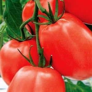 Tomate Benito despretensioso e de alto rendimento - os segredos para obter uma rica colheita