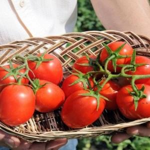 Tomate Benito, de alto rendimiento y sin pretensiones: los secretos para obtener una rica cosecha