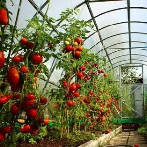 High-yielding and unpretentious tomato Benito - the secrets of obtaining a rich harvest