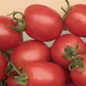 Ertragreiche und unprätentiöse Tomate Benito – die Geheimnisse einer reichen Ernte