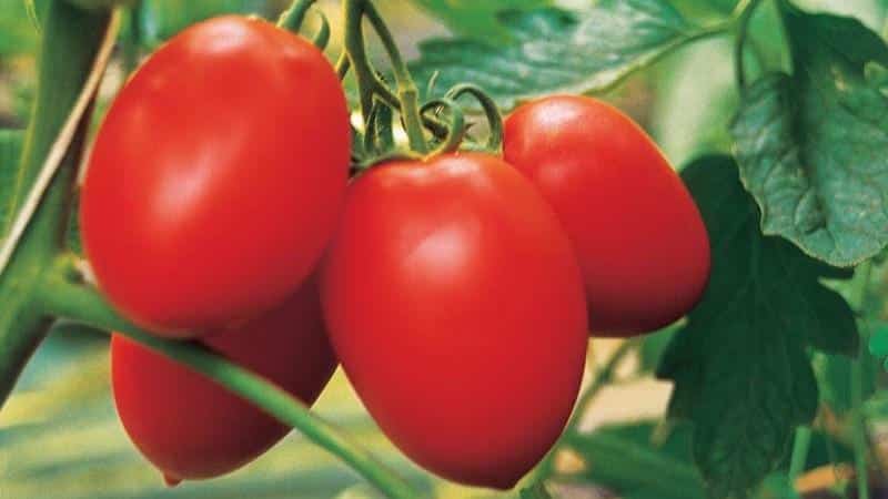 Tomate Benito, de alto rendimiento y sin pretensiones: los secretos para obtener una rica cosecha