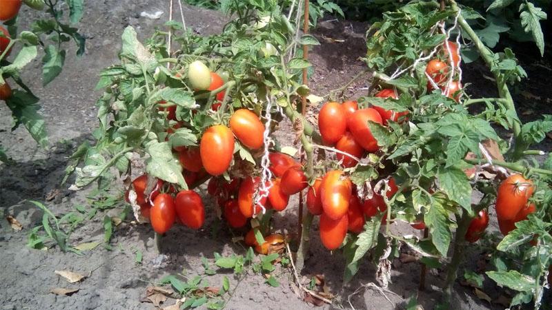 The Lel tomato, which is gaining popularity among summer residents