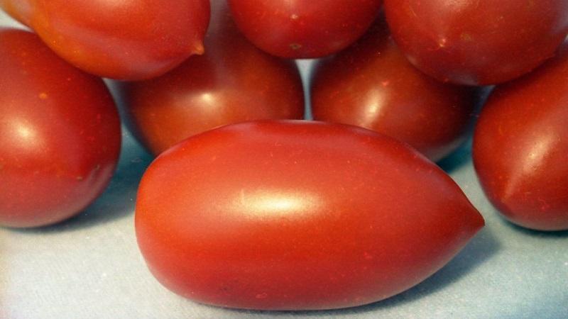 The Lel tomato, which is gaining popularity among summer residents