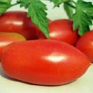 The Lel tomato, which is gaining popularity among summer residents