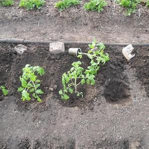 Die Lel-Tomate, die bei Sommerbewohnern immer beliebter wird