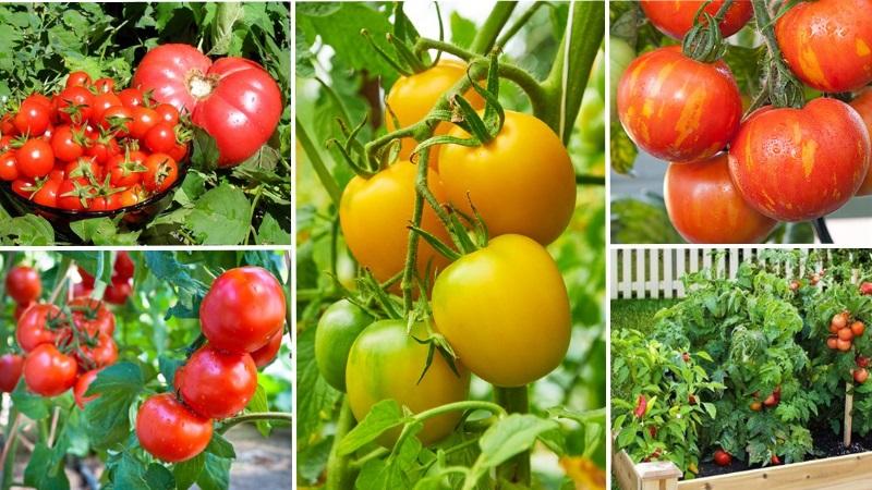 Cómo hacer que los tomates se pongan rojos más rápido